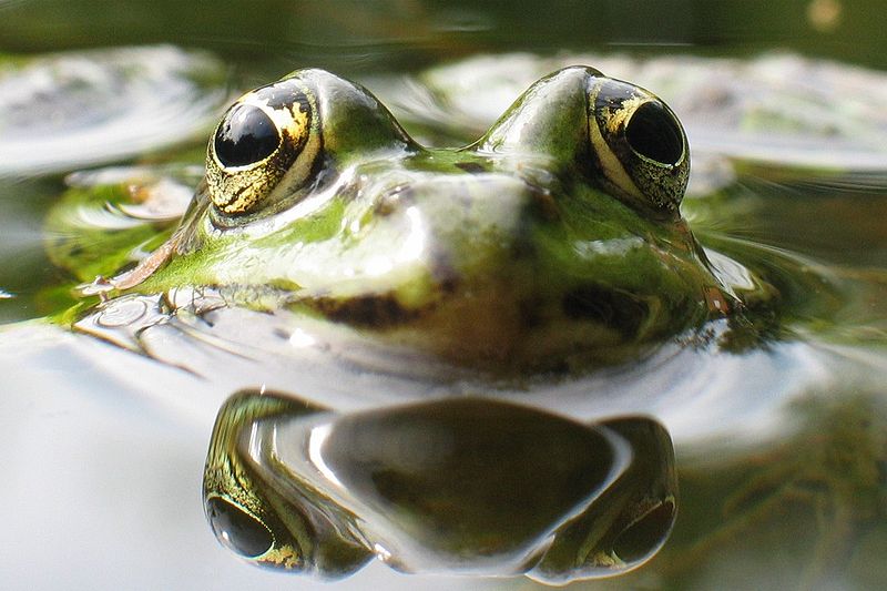 Désormais la grenouille ne sera plus!